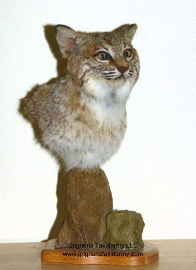 bobcat mount on stand
